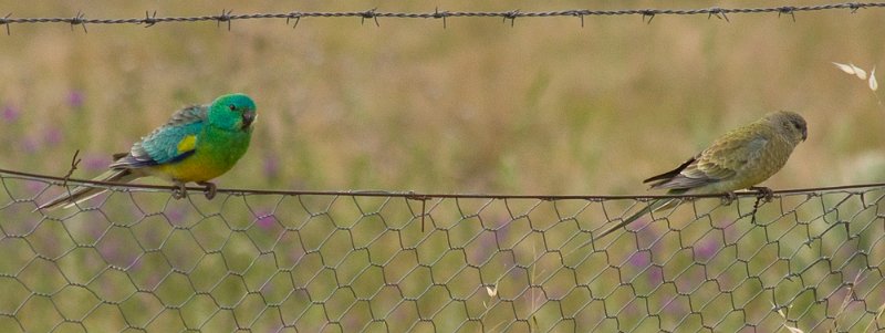 m and f grass parrots.jpg